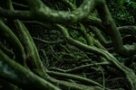 树根