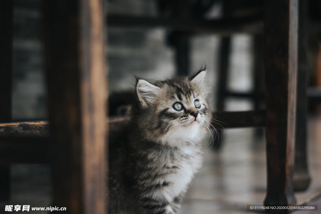 英国短毛猫