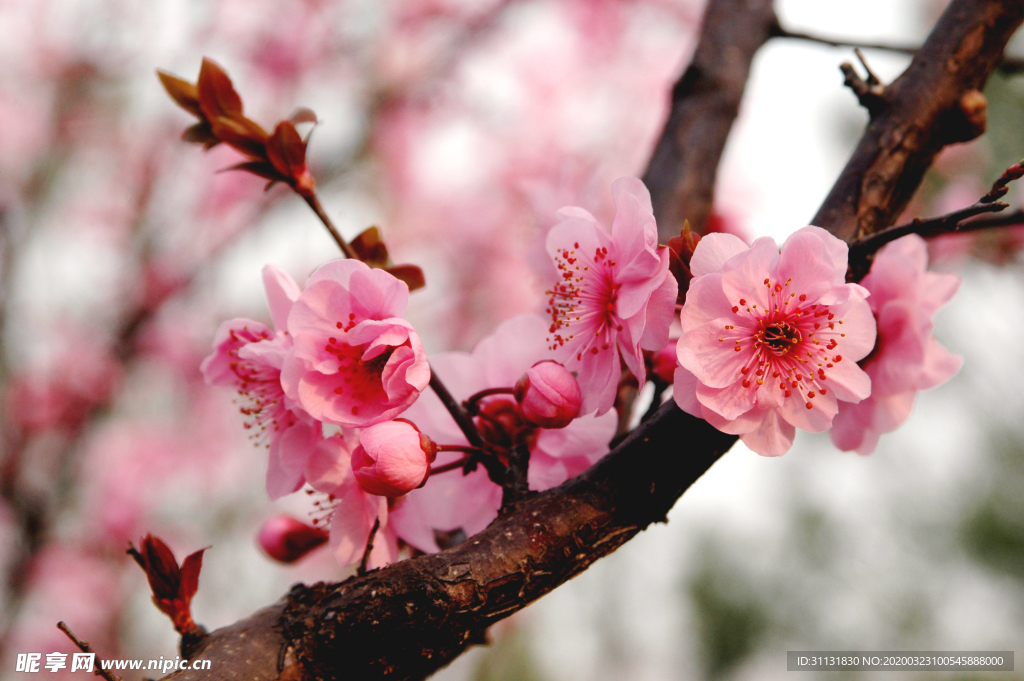 桃花