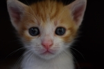 猫咪头像