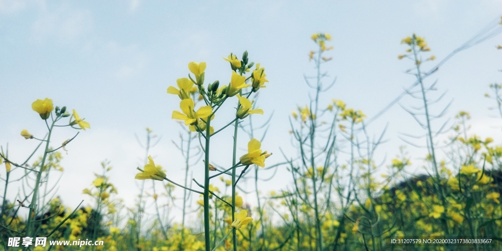 油菜花