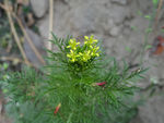 蒿草花