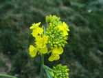 油菜花