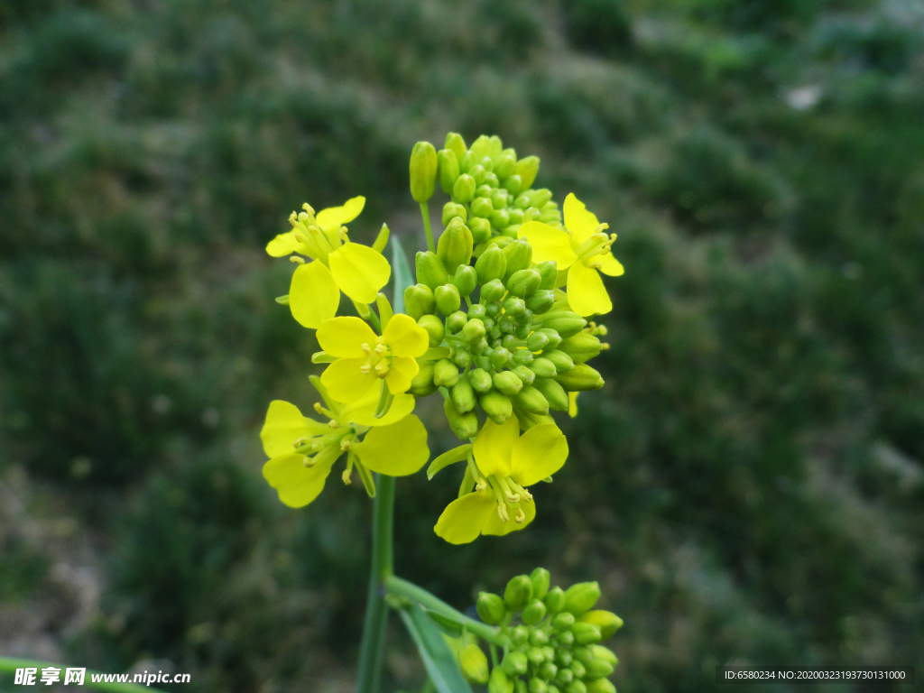 油菜花