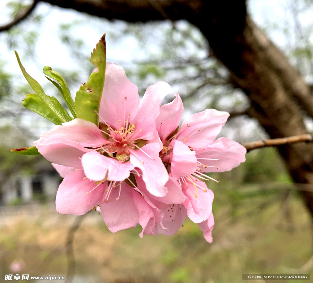 桃花