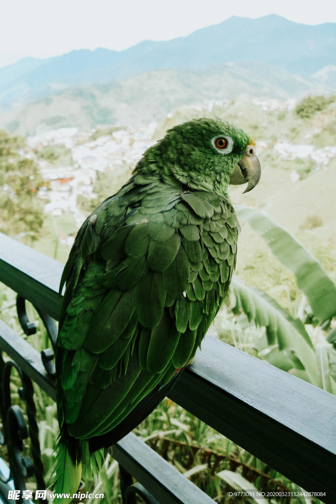 鹦鹉