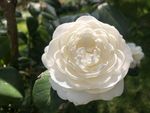 白色茶花