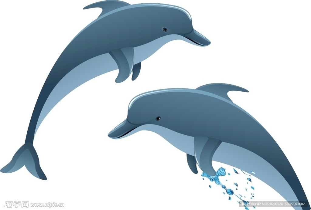 海豚