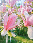 玉兰花