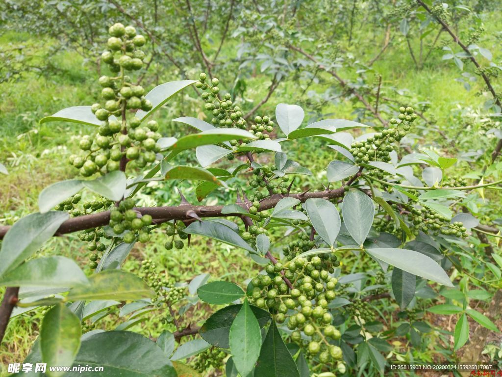 花椒桂皮陈皮茴香调料