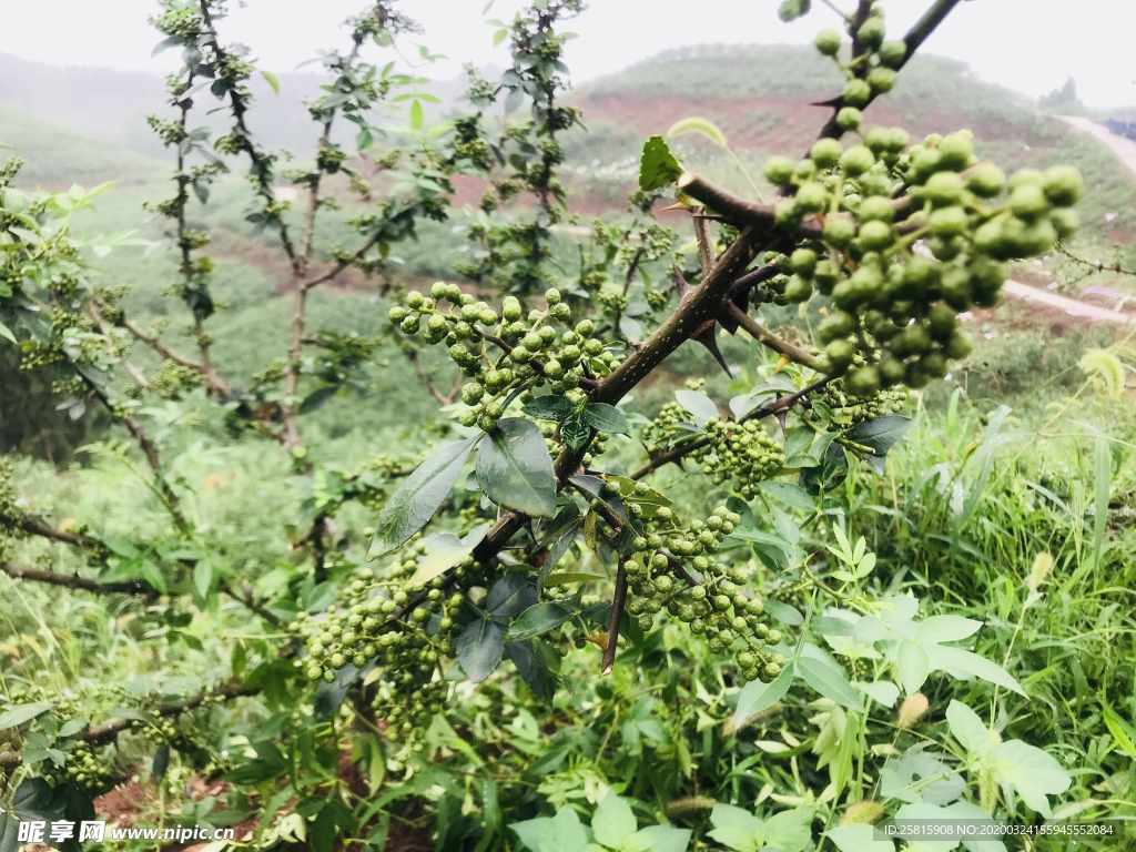 花椒桂皮陈皮茴香调料