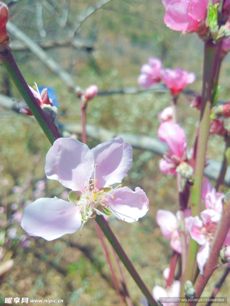 桃花