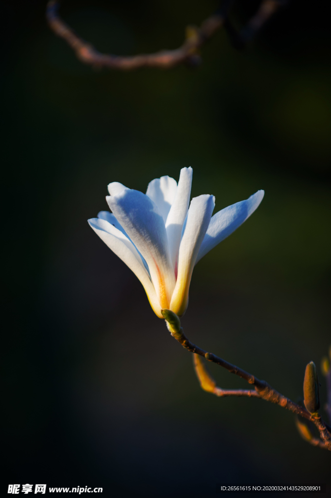 白玉兰花开