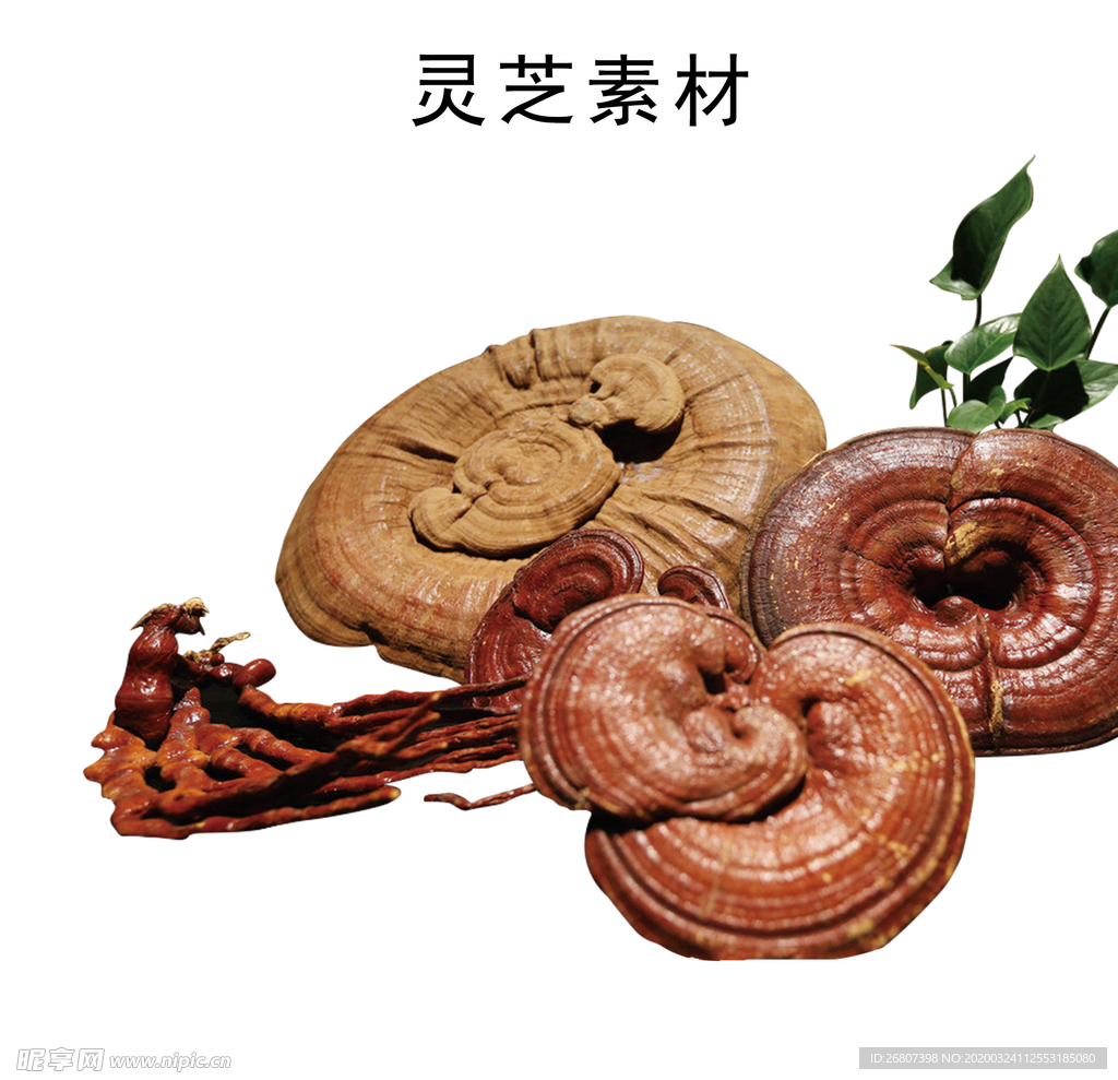 灵芝元素