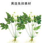 黄连植物免扣素材