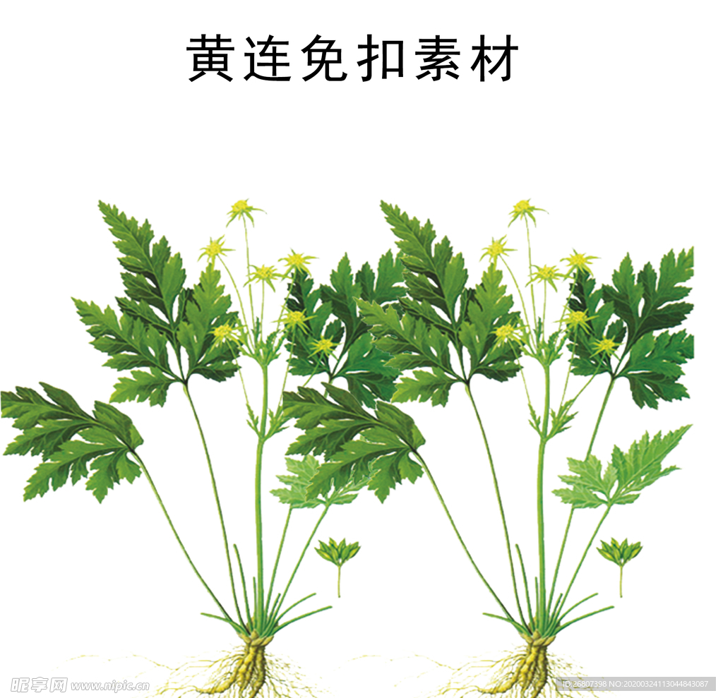 黄连植物免扣素材