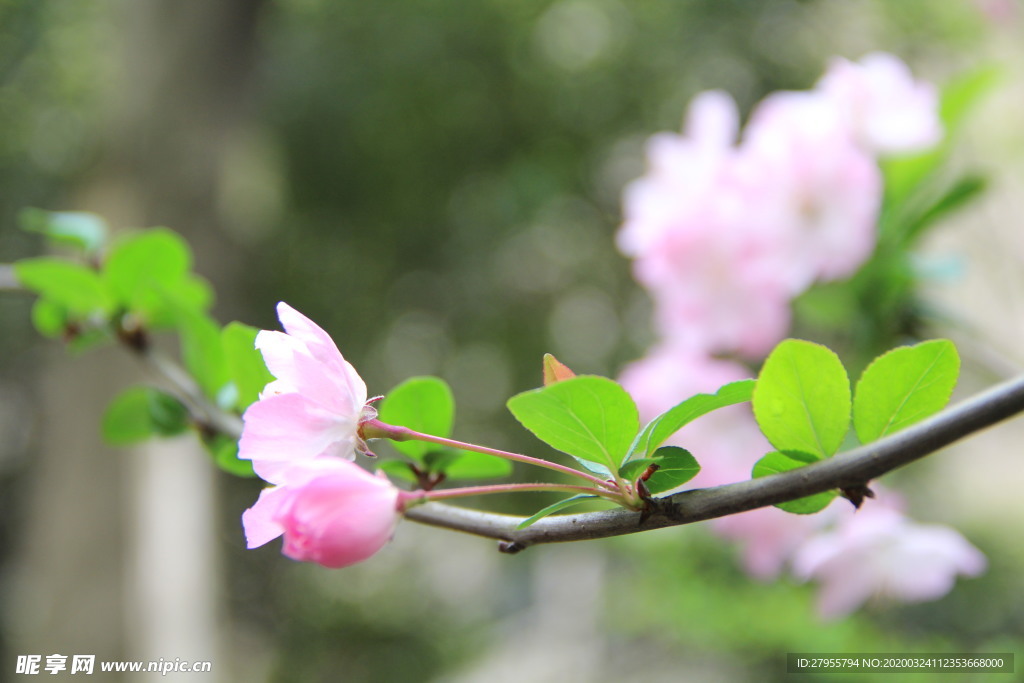 桃花图案