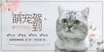宠物店