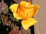 玫瑰花