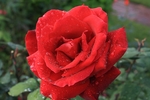 玫瑰花