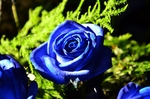 玫瑰花