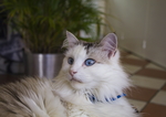 猫图片