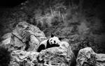 熊猫图片