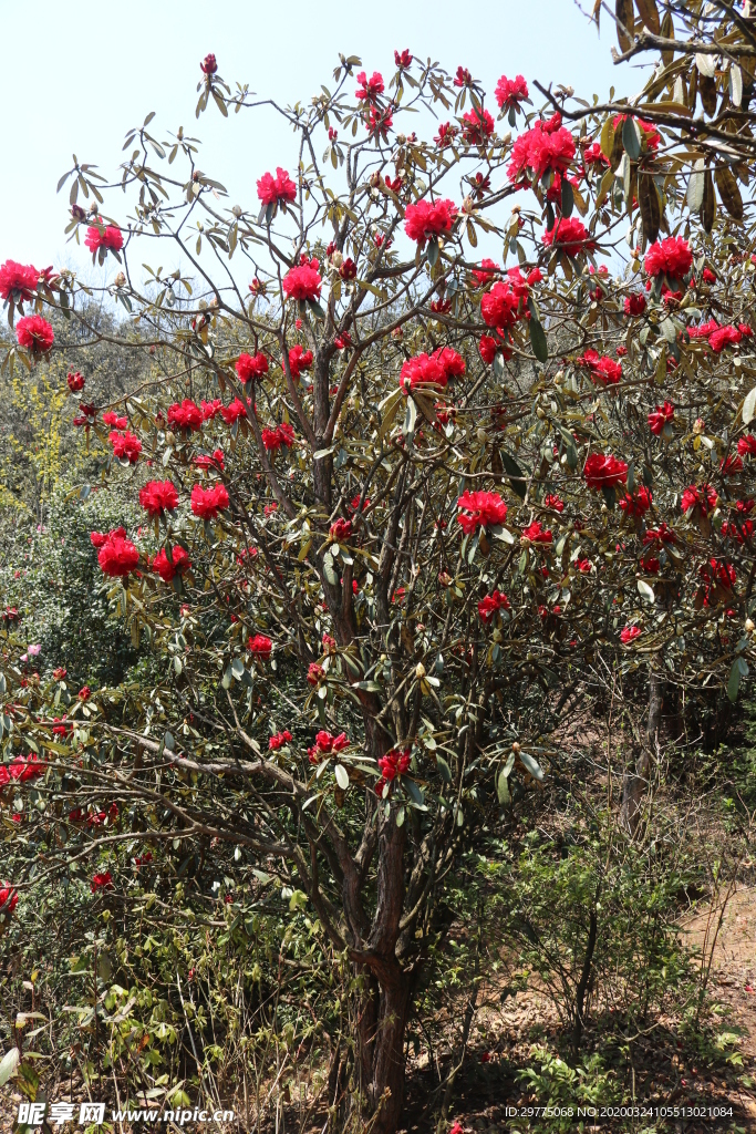 红色的杜鹃花树