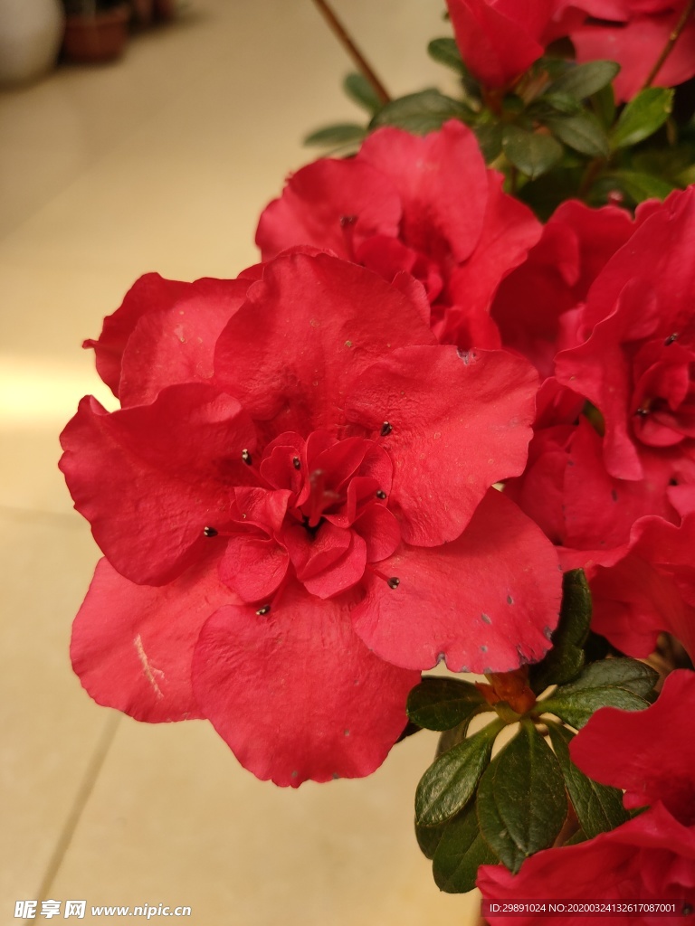 鲜花