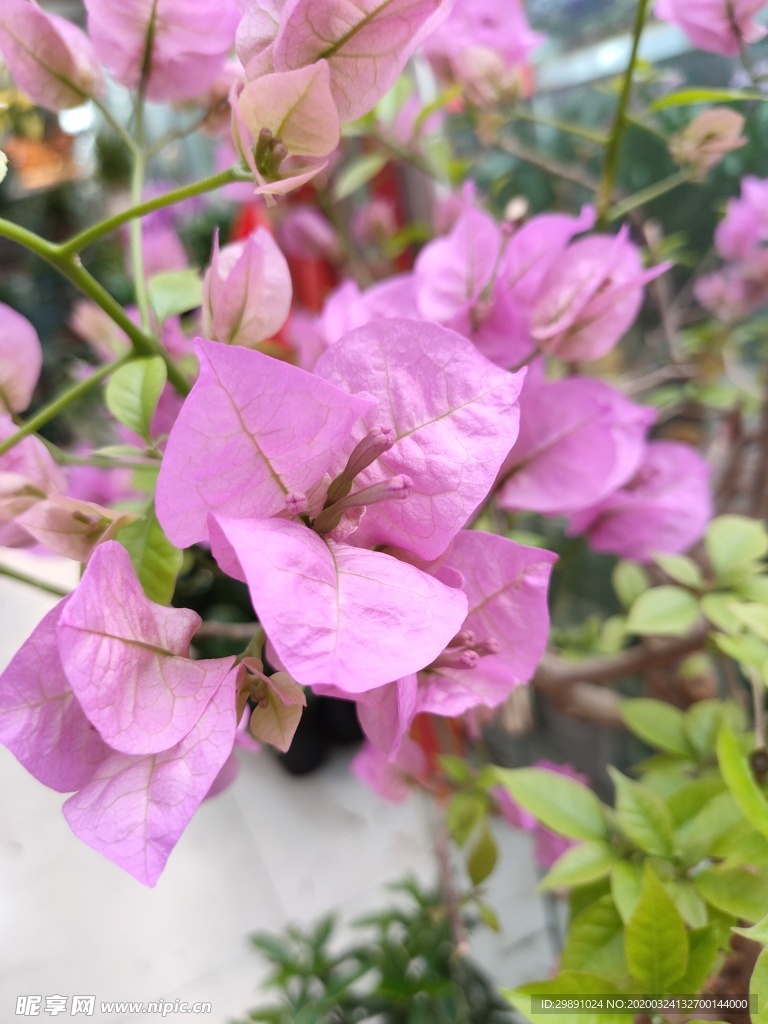 鲜花