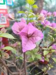鲜花