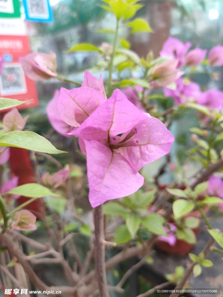 鲜花