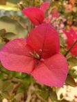 鲜花