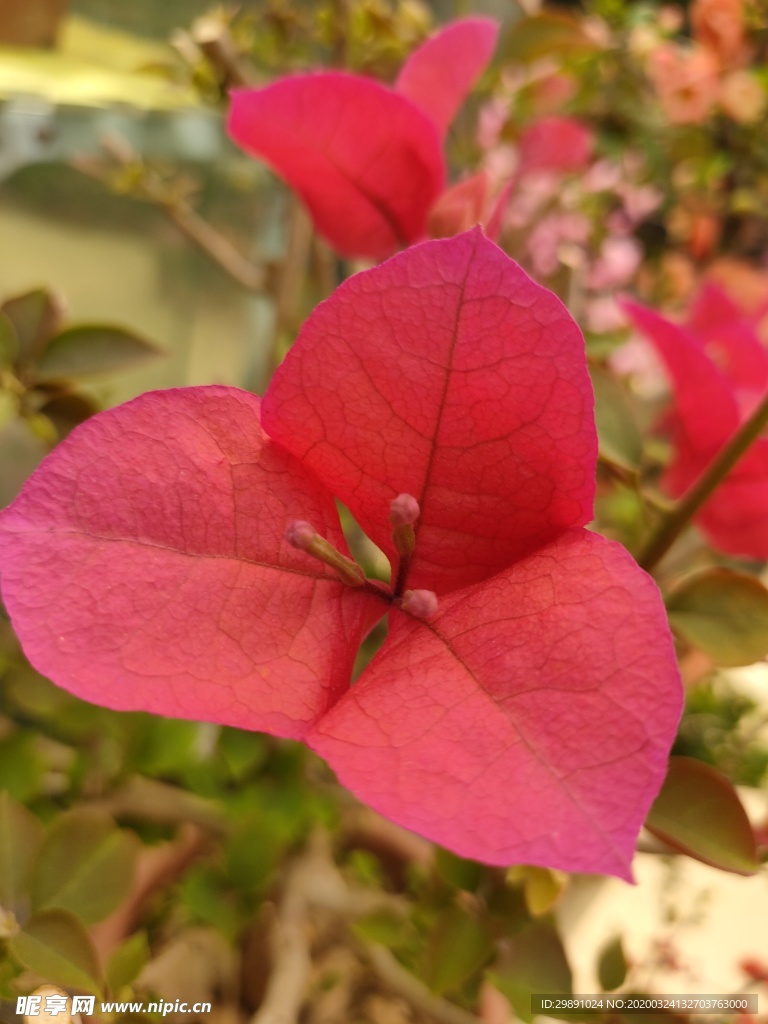 鲜花