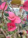 鲜花