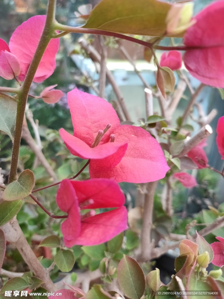 鲜花