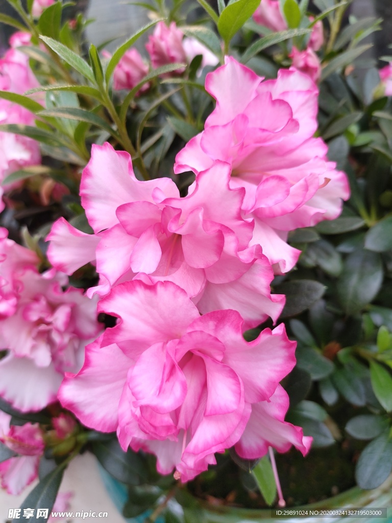 鲜花
