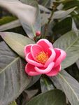 鲜花