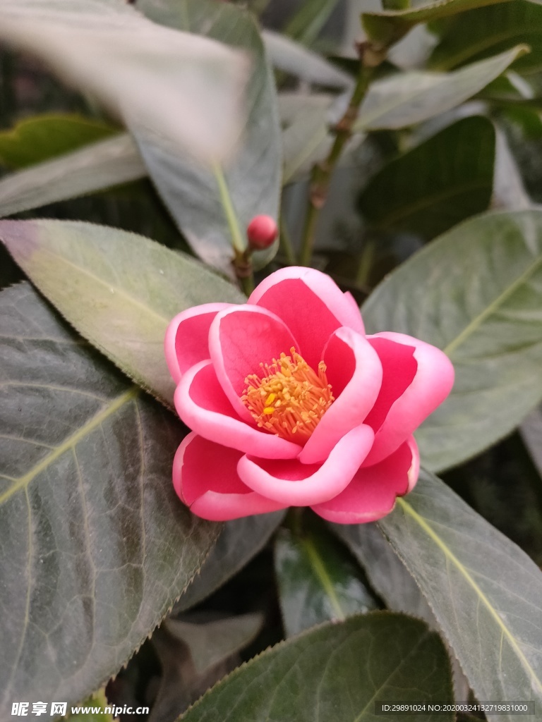 鲜花