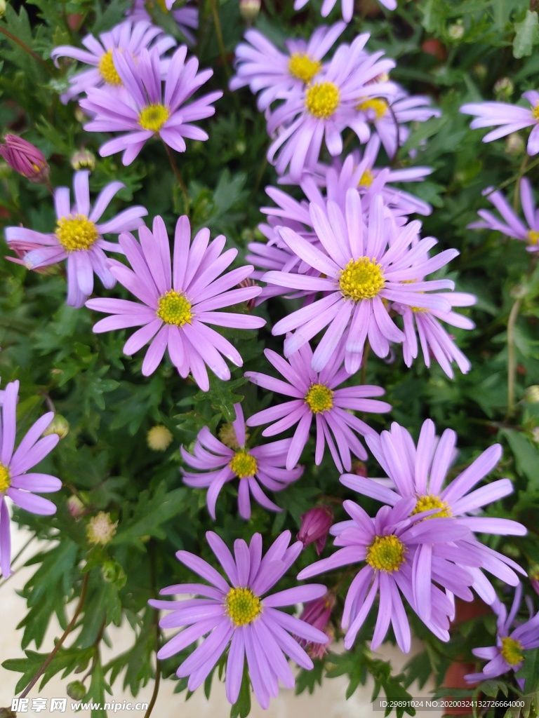 鲜花
