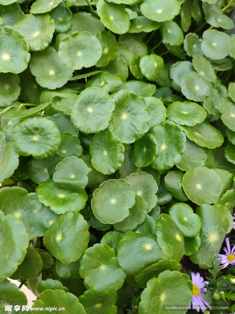 铜钱草