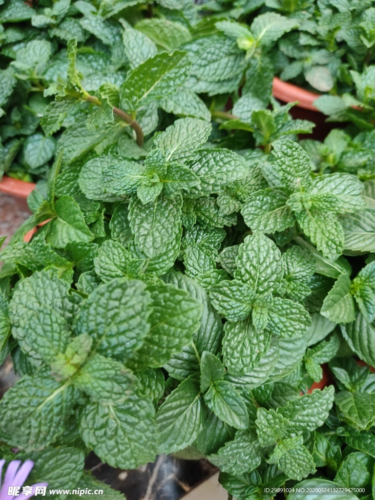 薄荷