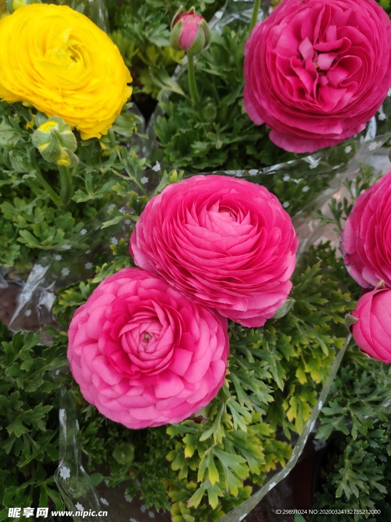 鲜花