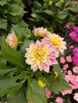 鲜花