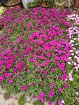 鲜花