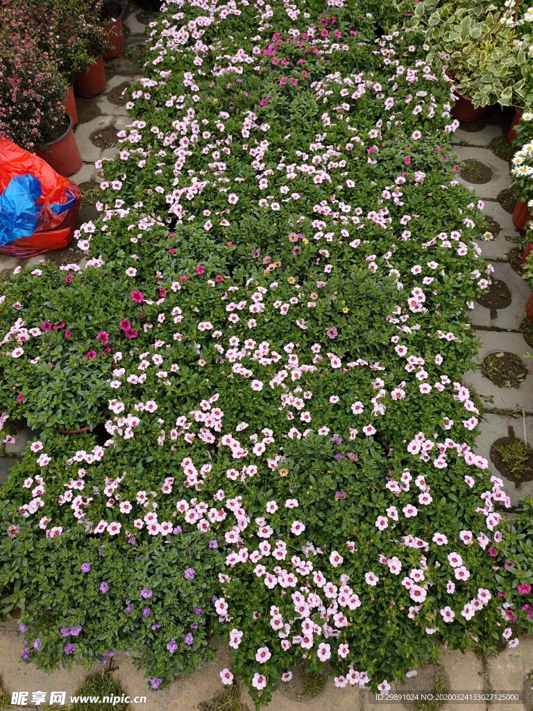 鲜花