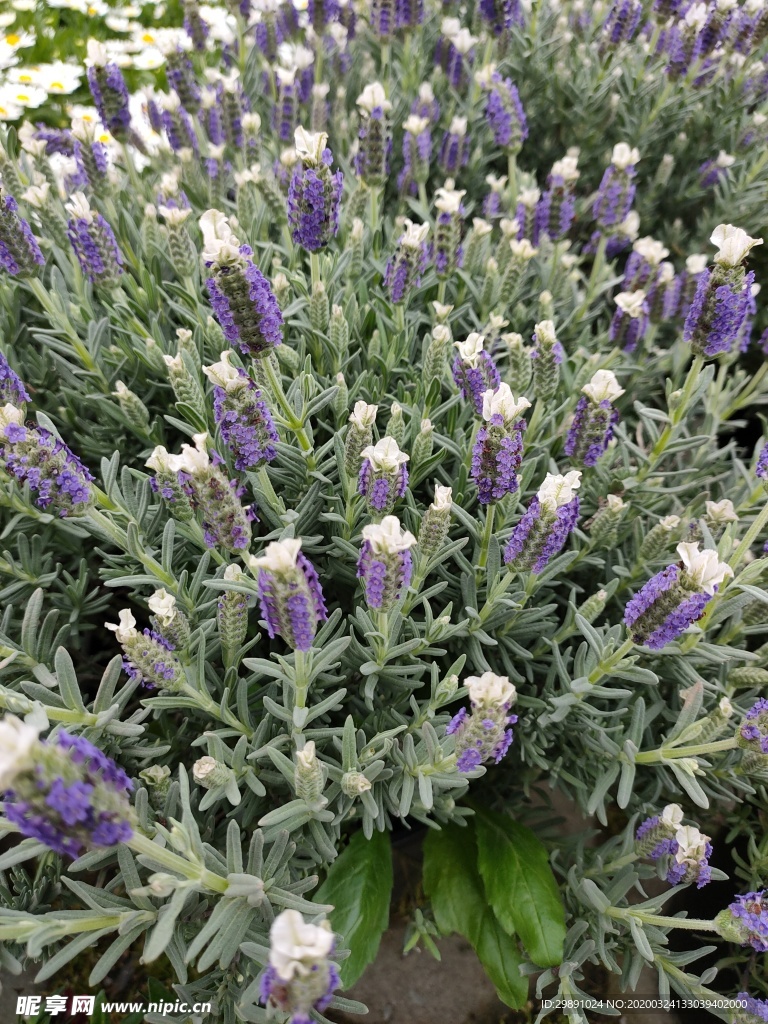 鲜花