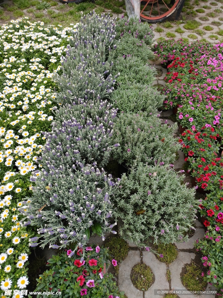 鲜花