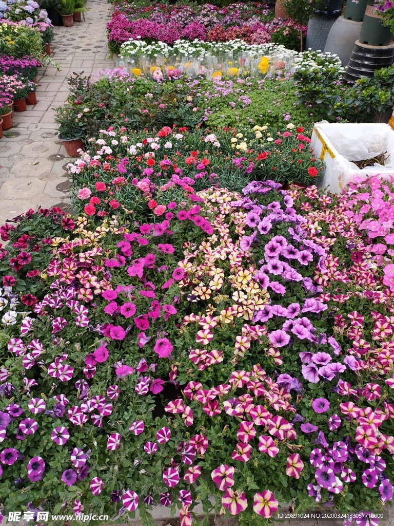 鲜花