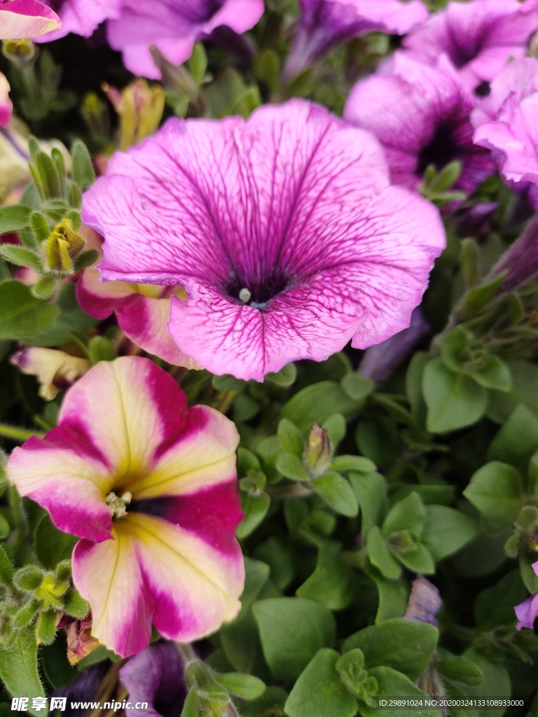 鲜花